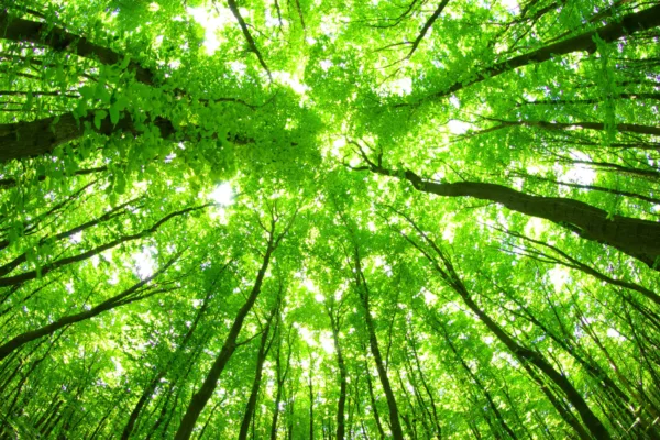 The illegality defence clarified: Stoffel and Co v Grondona