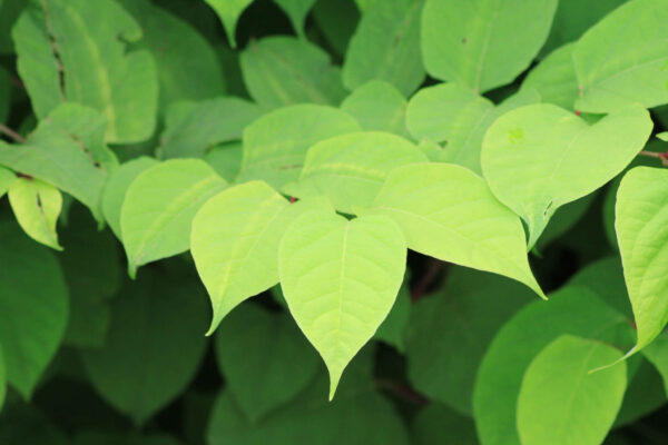 Japanese Knotweed - the decorative plant now an actionable nuisance